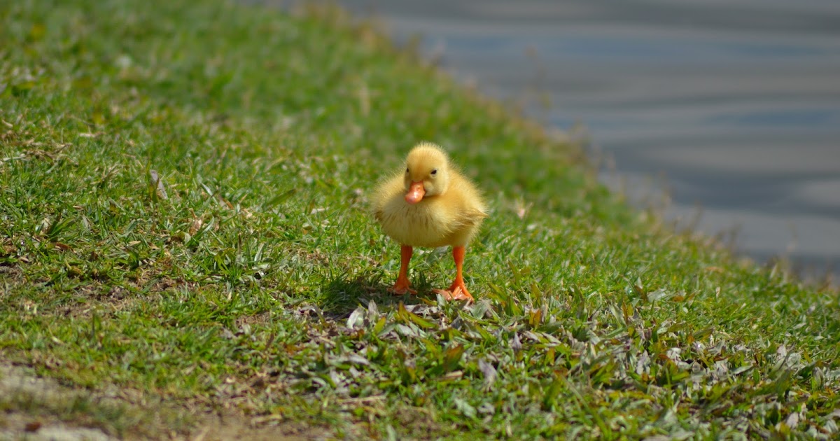 TheA+ Photography Fluffy Duck