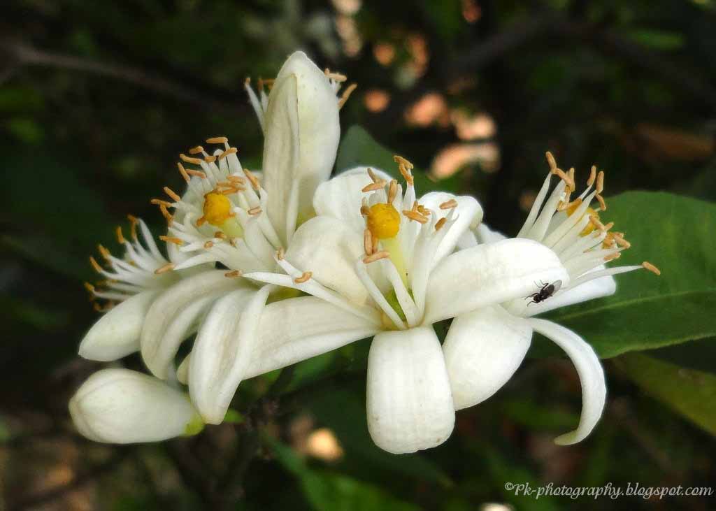 Orange Blossoms Nature, Cultural, and Travel Photography Blog