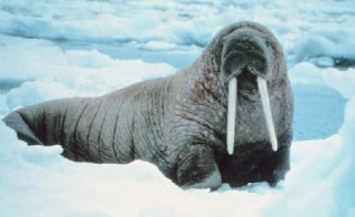 walrus sea drive nature june