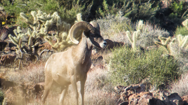 Arizona+Super+Raffle+Desert+Sheep+Tag+Scouting+With+Colburn+and+Scott+Outfitters+30.JPG