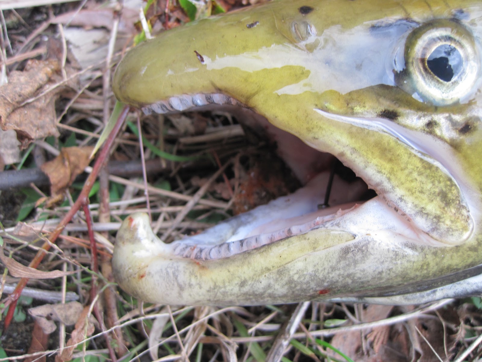 orvis rods