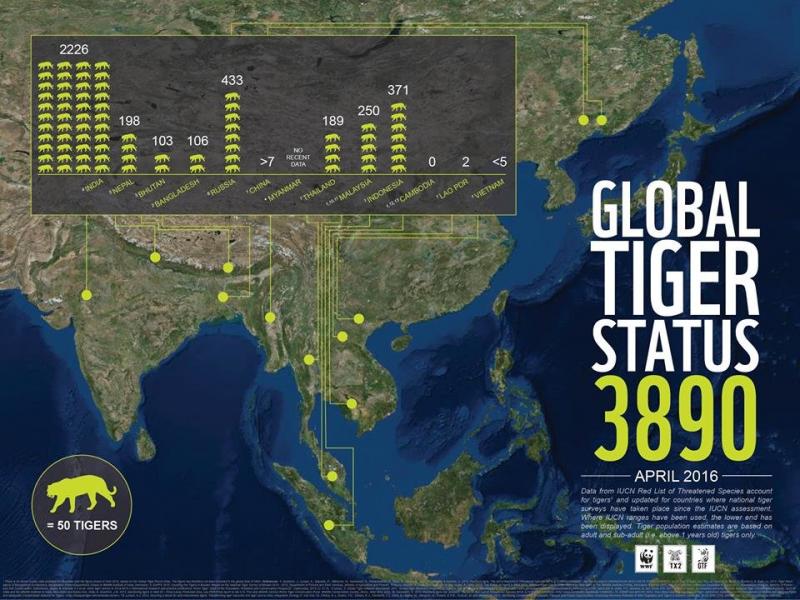 Global Tiger Status