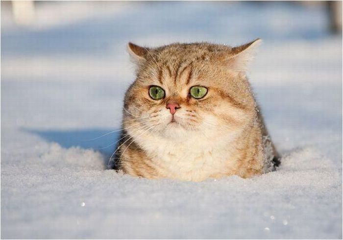 cat-snow.jpg