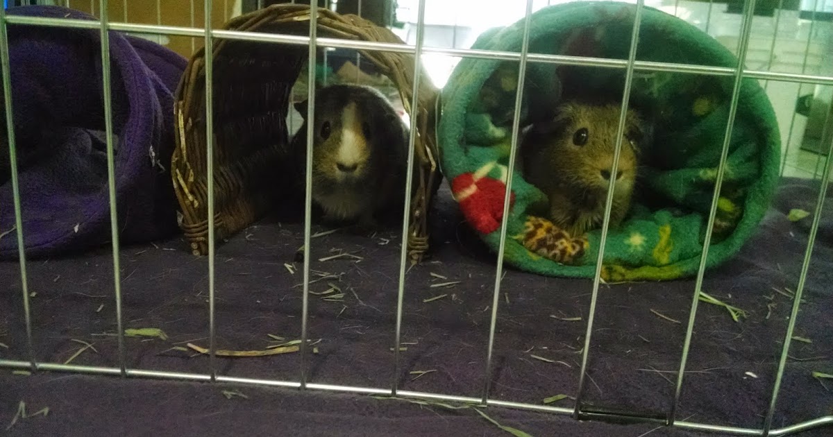 knottyness Guinea pig tunnels tutorial