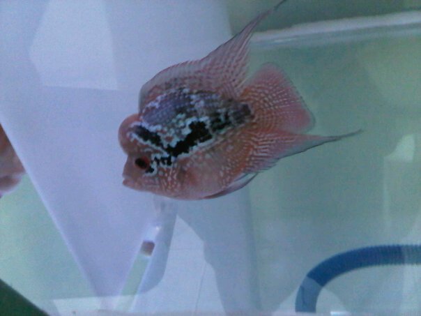 flowerhorn the hybrid cichlids louhan jenong bonsai flowerhorn the hybrid cichlids louhan jenong bonsai