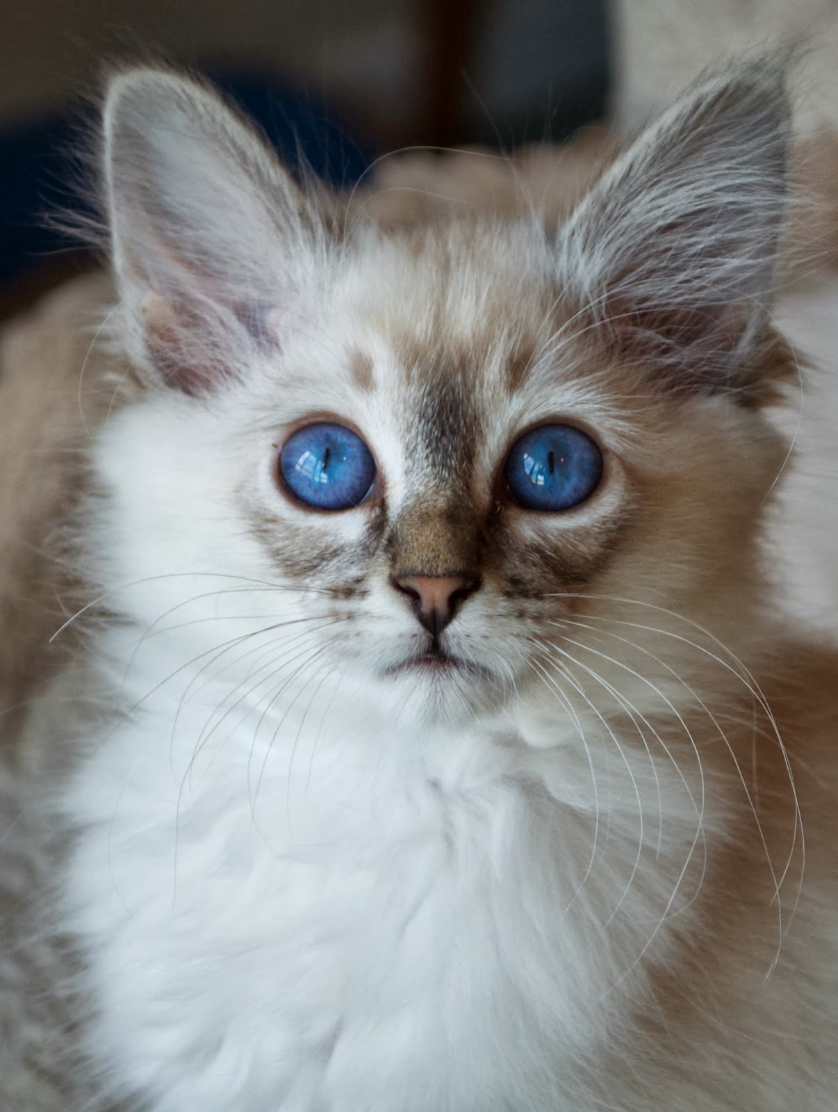Balinese Siamese Kittens in Northern California to be born in ... Balinese Siamese Kittens in Northern California to be born in ...