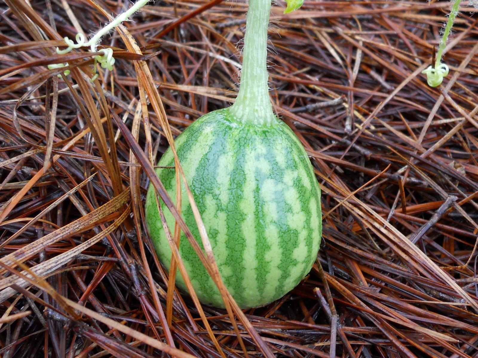 Home Garden Watermelon Vines in Christ