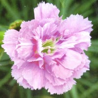 MY MINE BK: Tanaman Anyelir