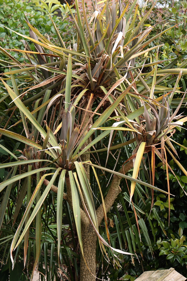 John &amp; Maria�s Garden Pages Cordyline recovery and decline