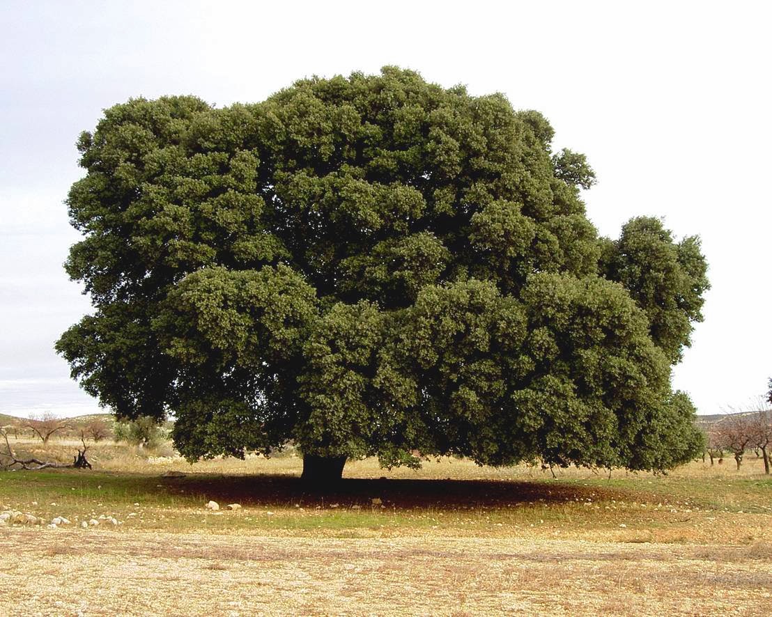 Arbol Hermano Encina