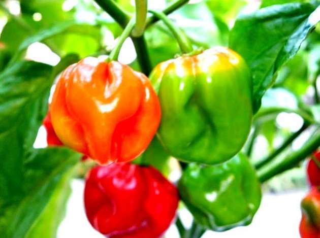 cara budidaya cabe paprika