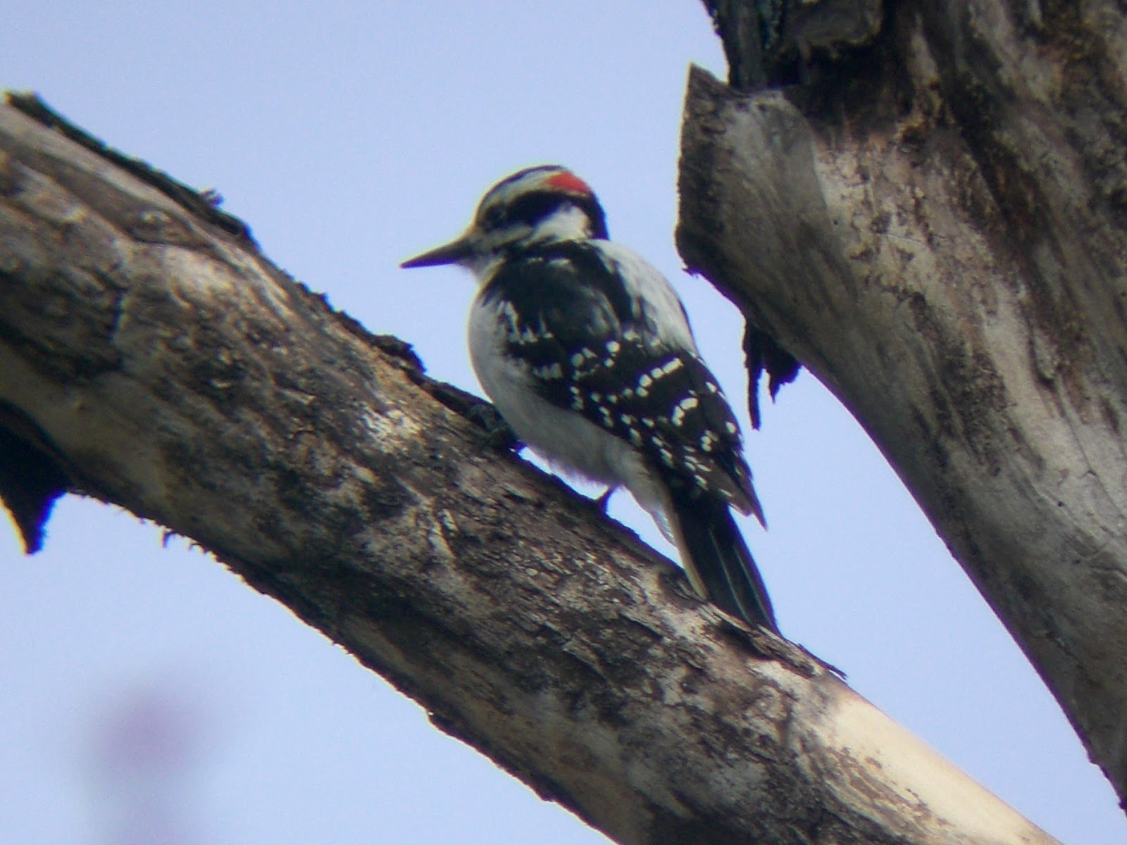 Long Island Birding Early Migration Season Part 1