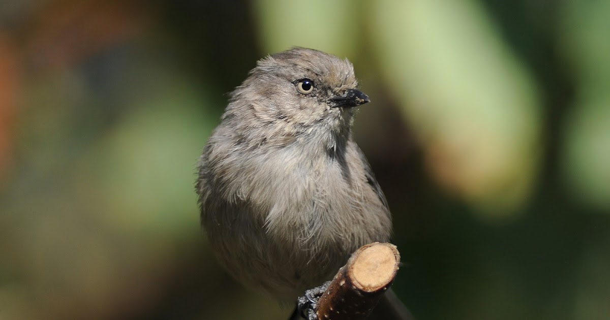 Birding Is Fun! Birding Sentimentally in Orange County, CA