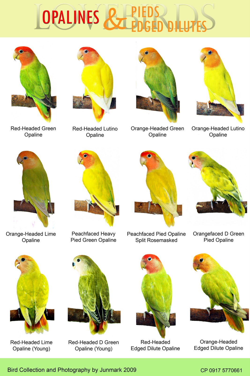 1000 images about birds on pinterest budgies type african lovebirds chart