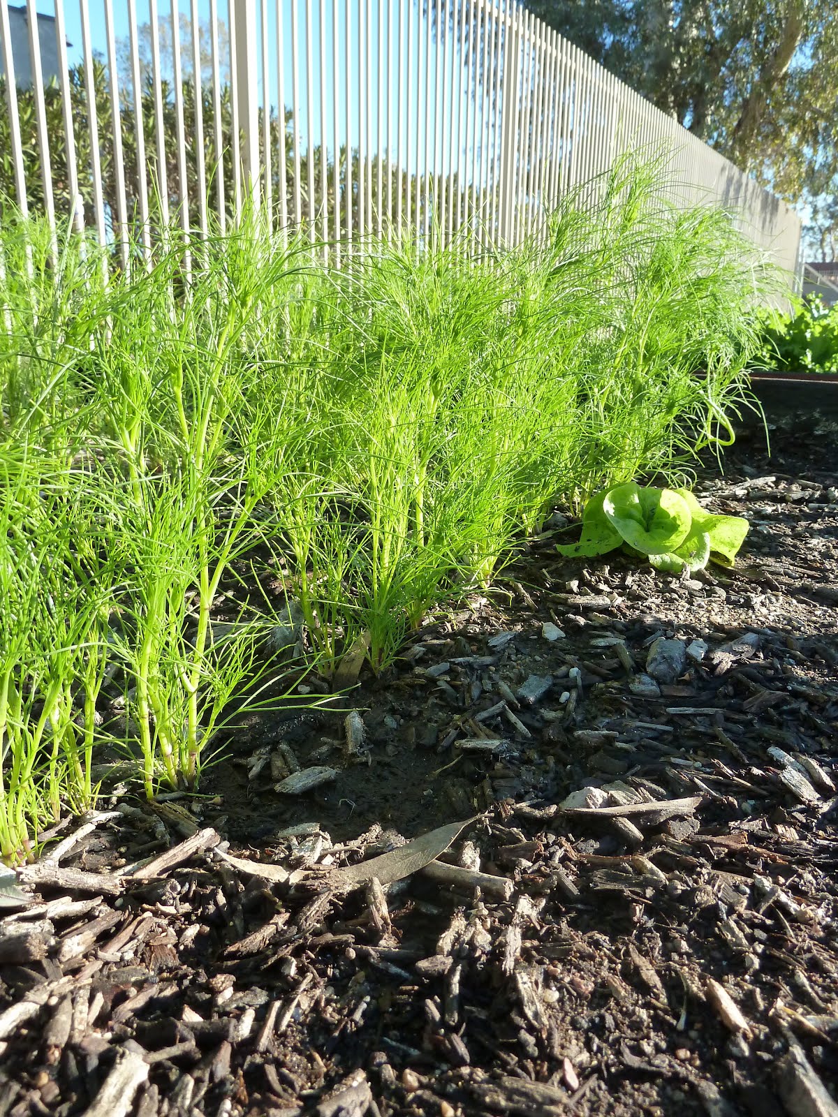 The Escalante Community Garden Cumin Harvest