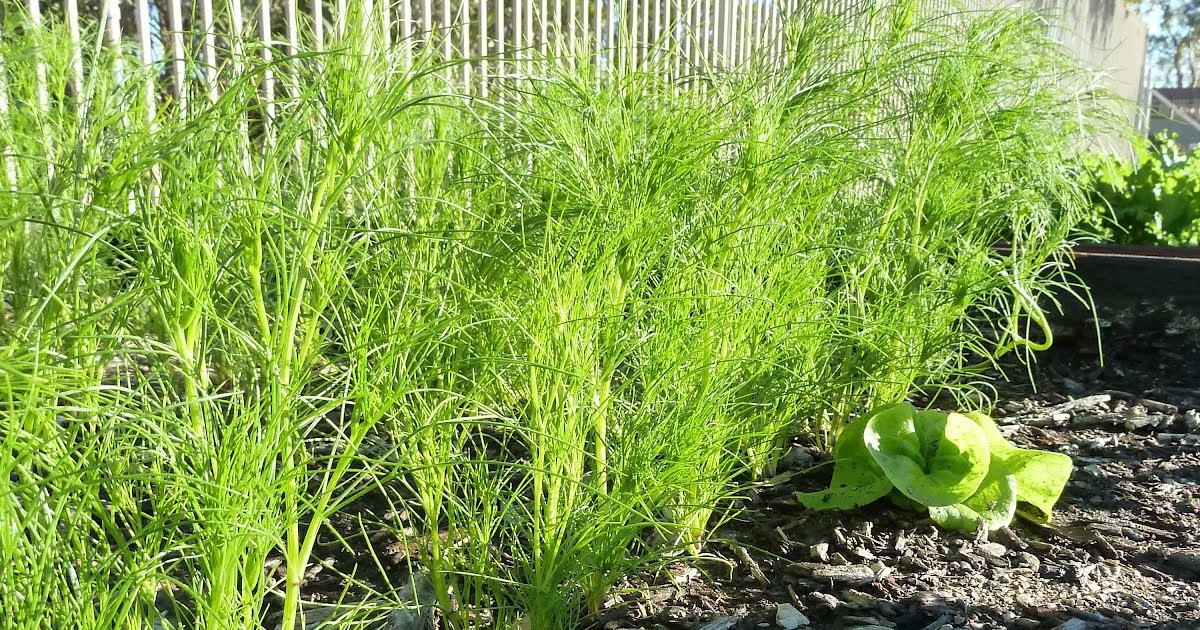 The Escalante Community Garden Cumin Harvest