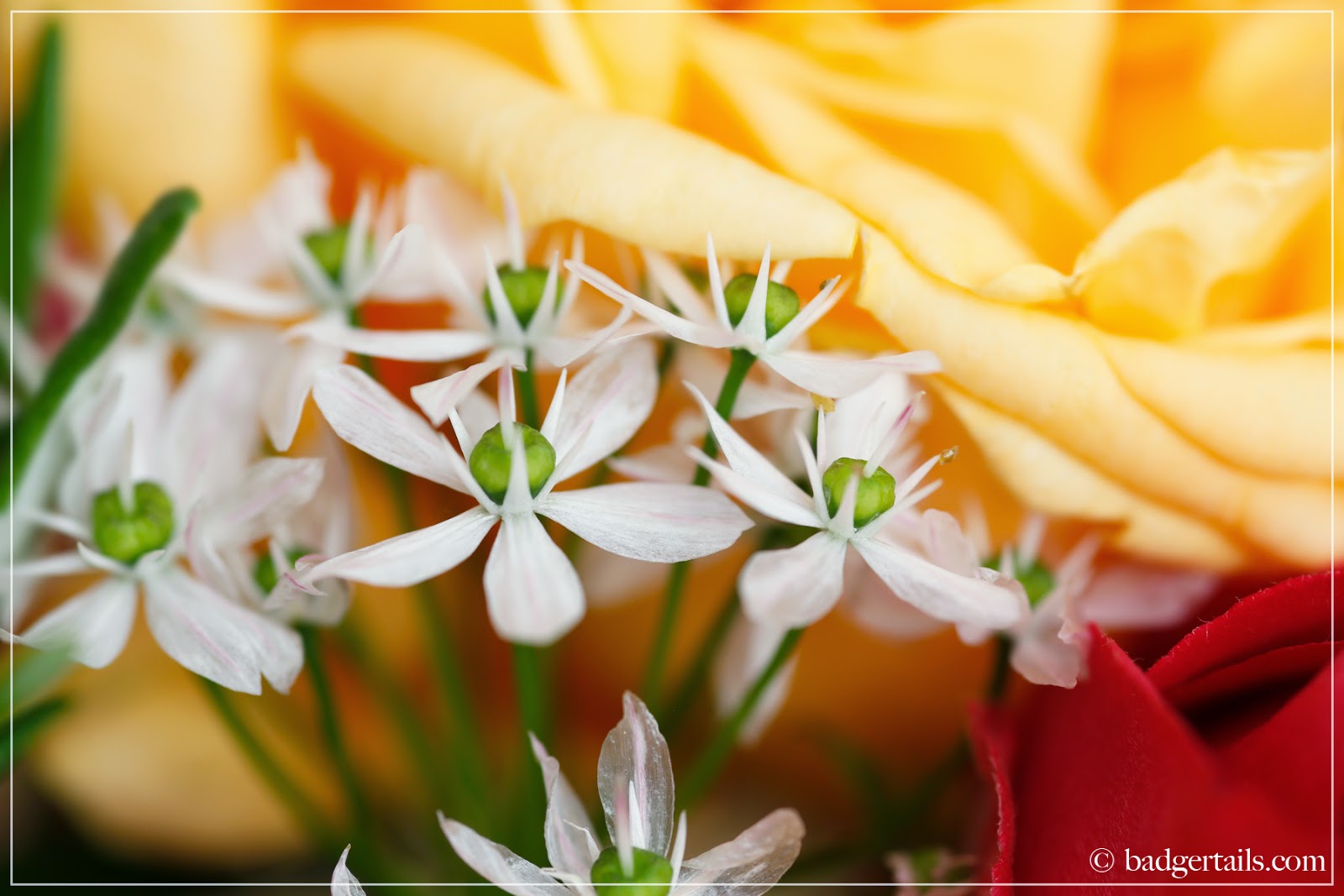 Badgertails ~ Homemaker: Pink and Orange Roses in White Urn