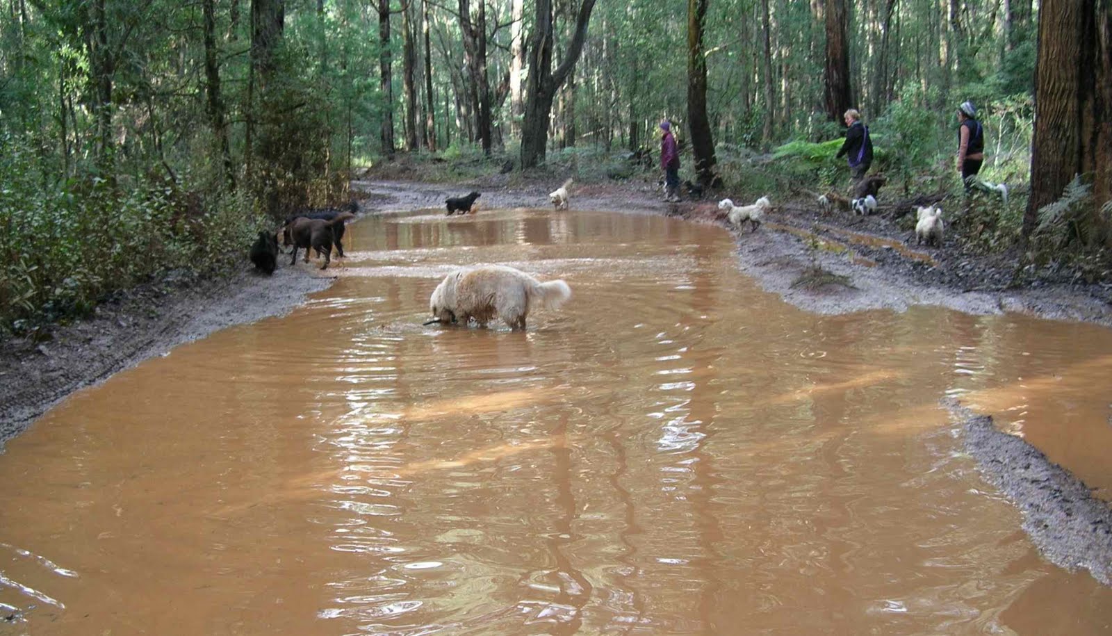 A Big Puddle