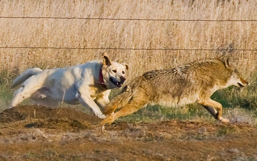 Coyote | Wild Life World