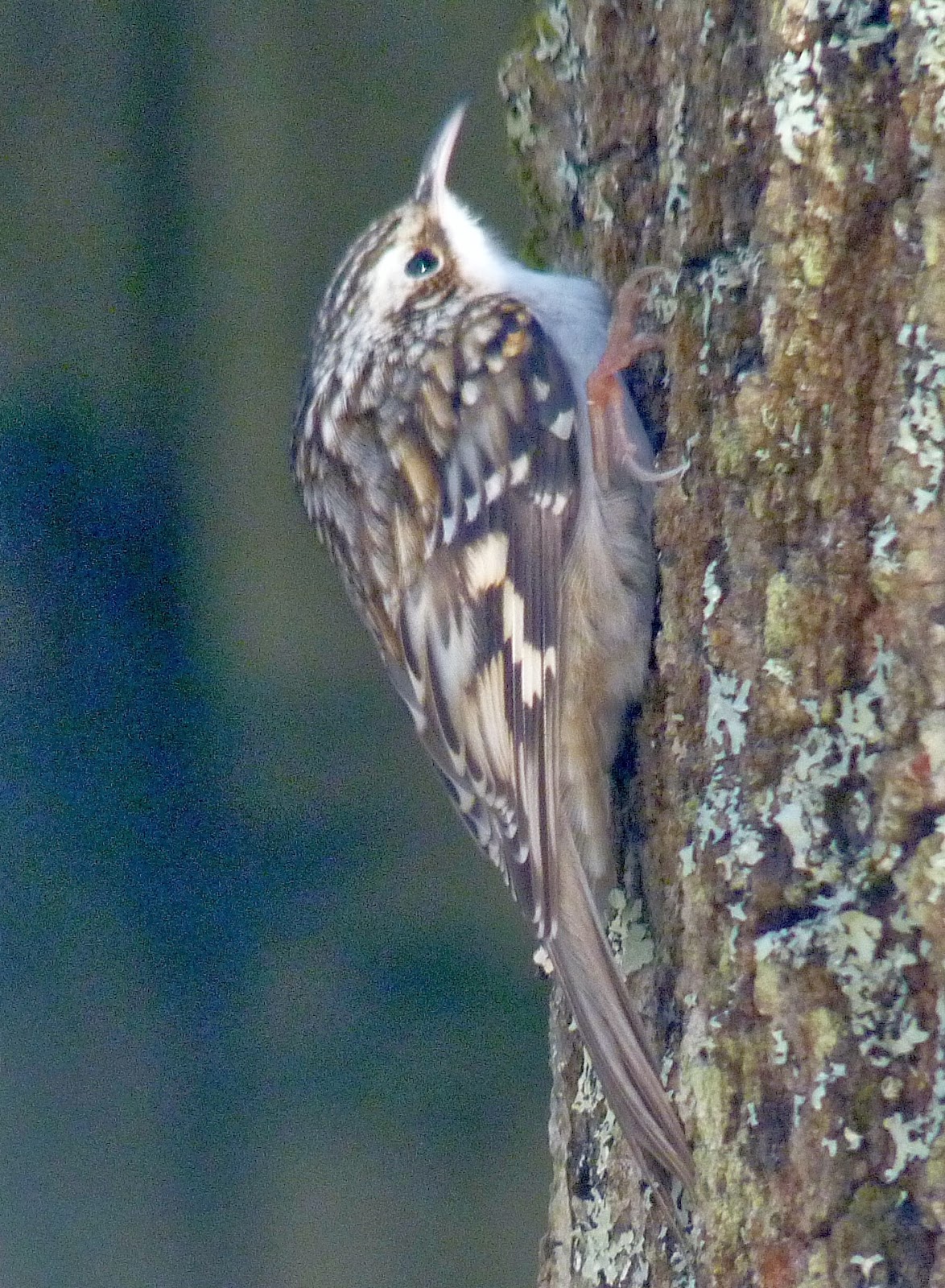 beginning to bird FINALLY! A Brown Creeper photo!