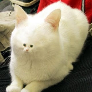 Cute Funny animals faces