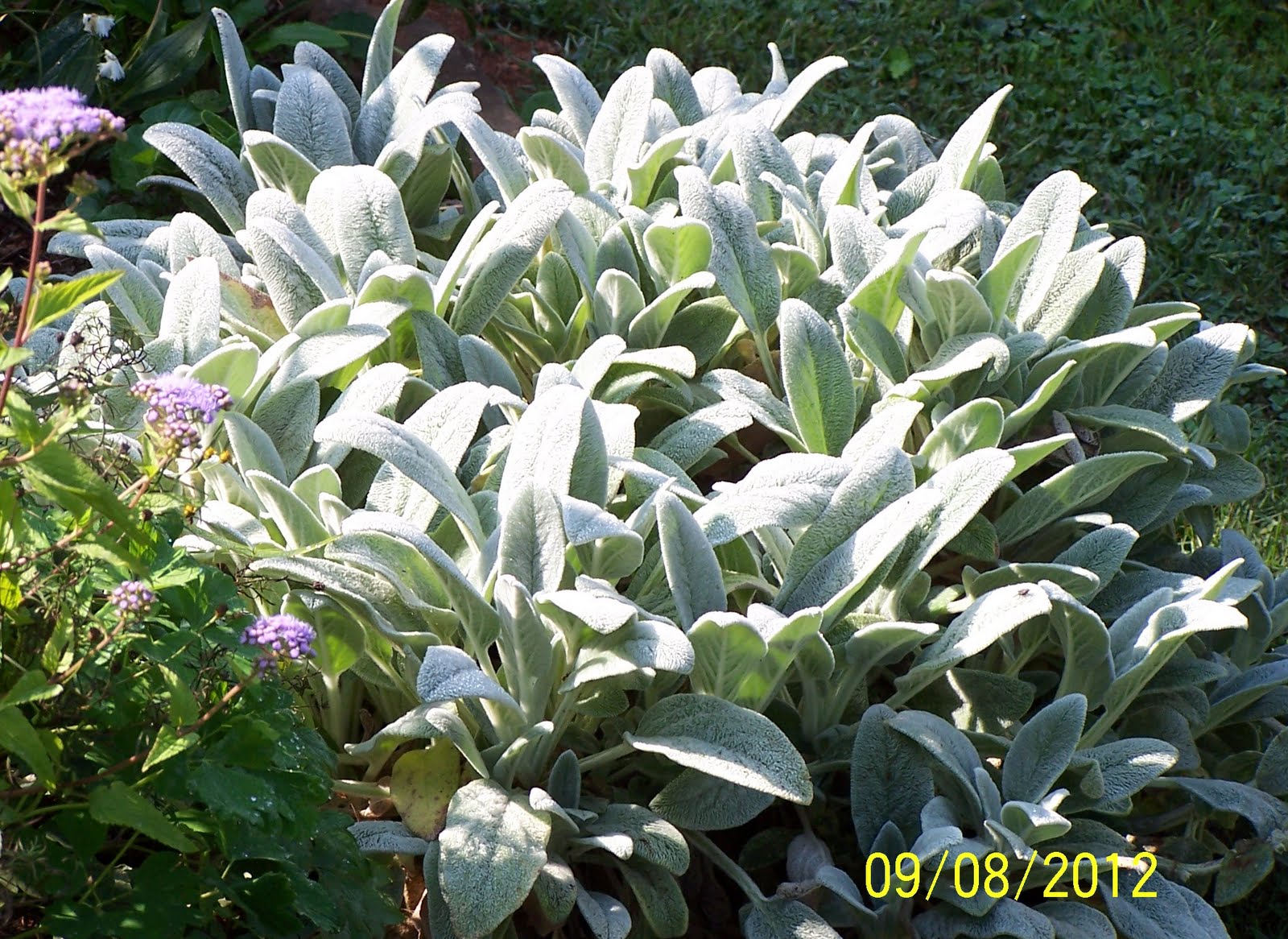 Jean the Plant Lady Lamb's Ear