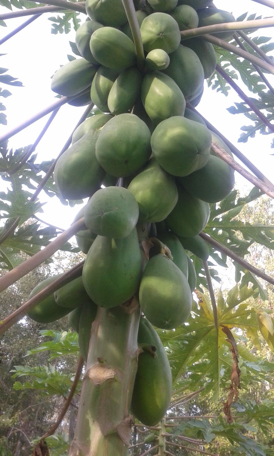 Growing Food in Florida Growing Papaya in Florida
