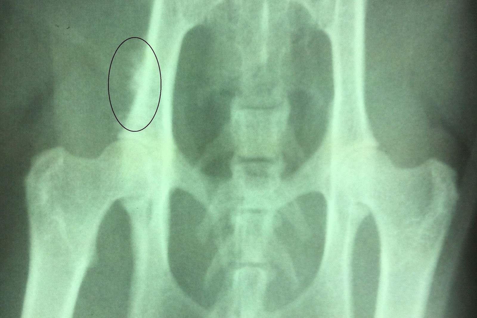 Pawsitively Cats What is Valley Fever?