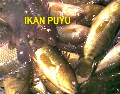 Anim Agro Technology: TERNAKAN IKAN PUYU (Part 4)