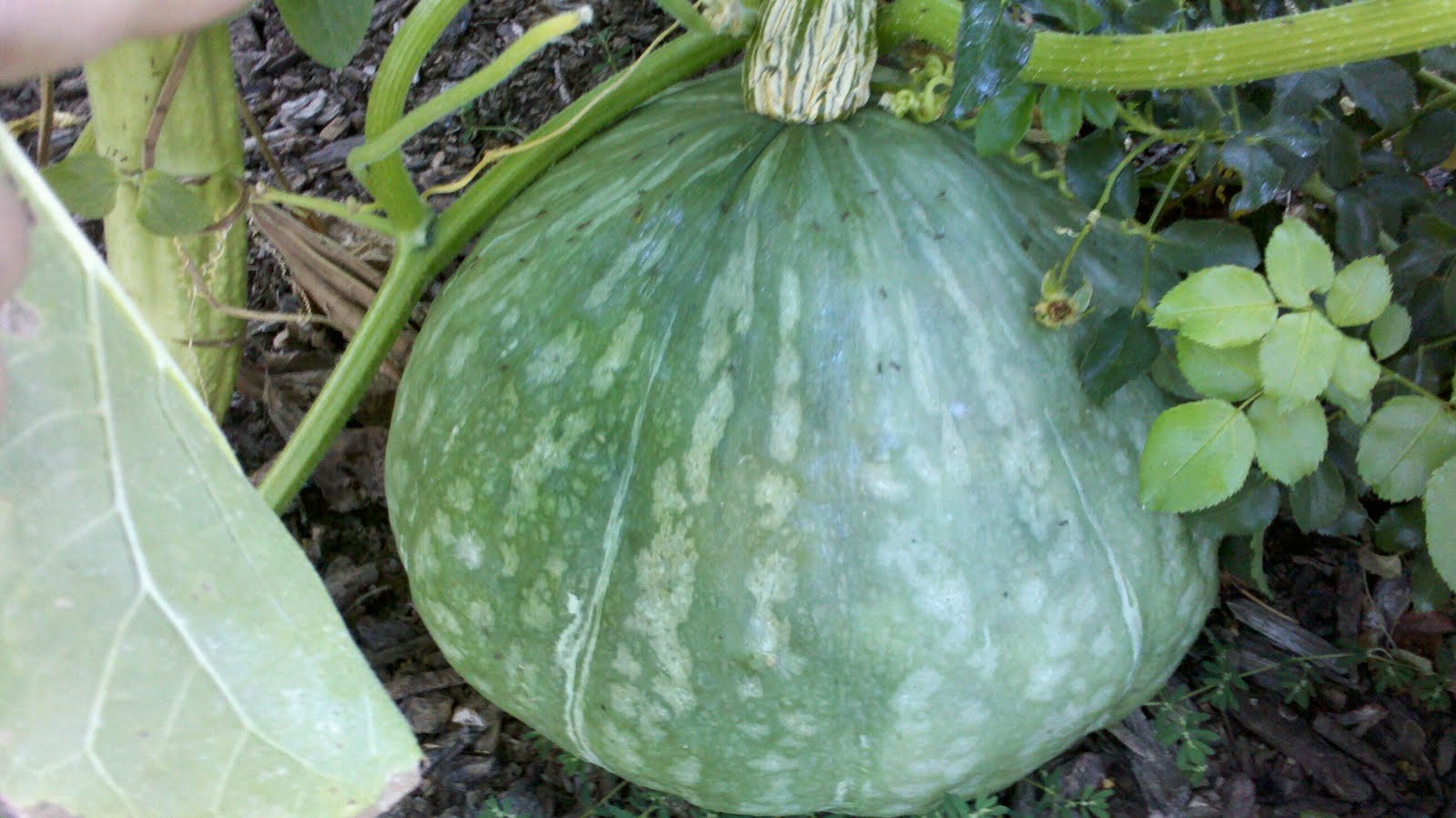 Jenn's Gardening Spot Edible front yard full of Melons, Squash and