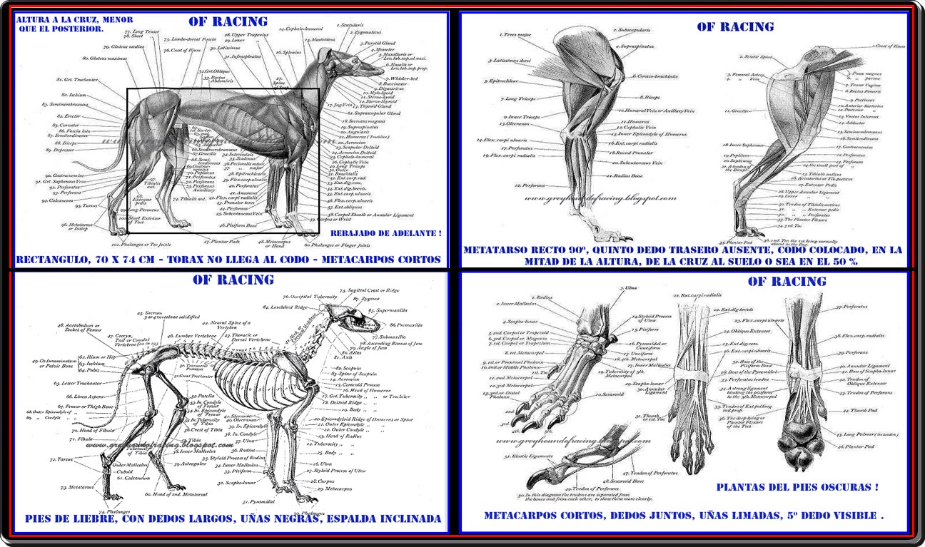 ESTUDIEMOS UN POCO; MUSCULOS, HUESOS, ANGULACIONES Y TENDONES DE NUESTROS GALGOS.