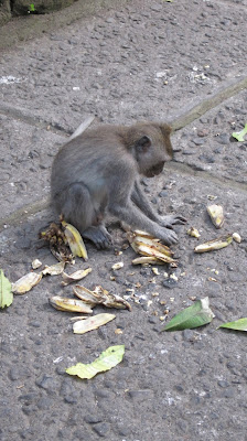 Mono en el Monkey Forest de Ubud