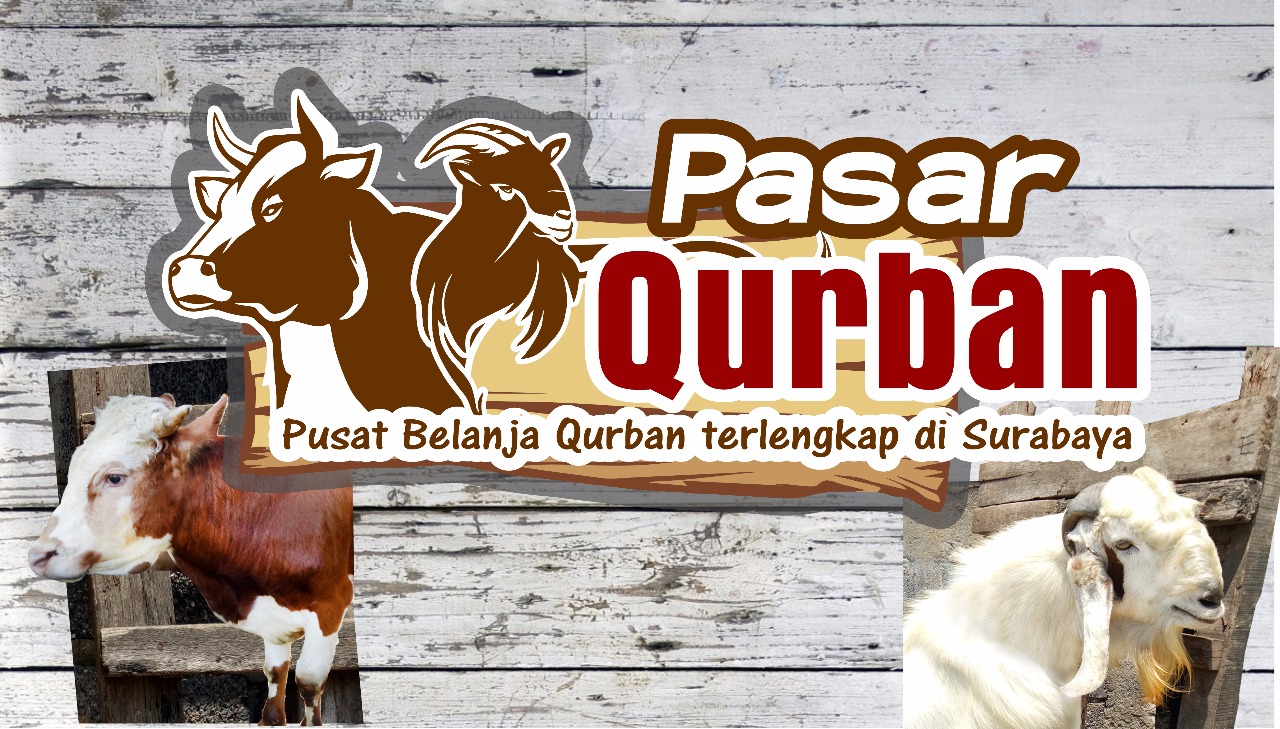 Jual Bakalan Sapi Po Surabaya | 0851 0388 8802 (Telkomsel)