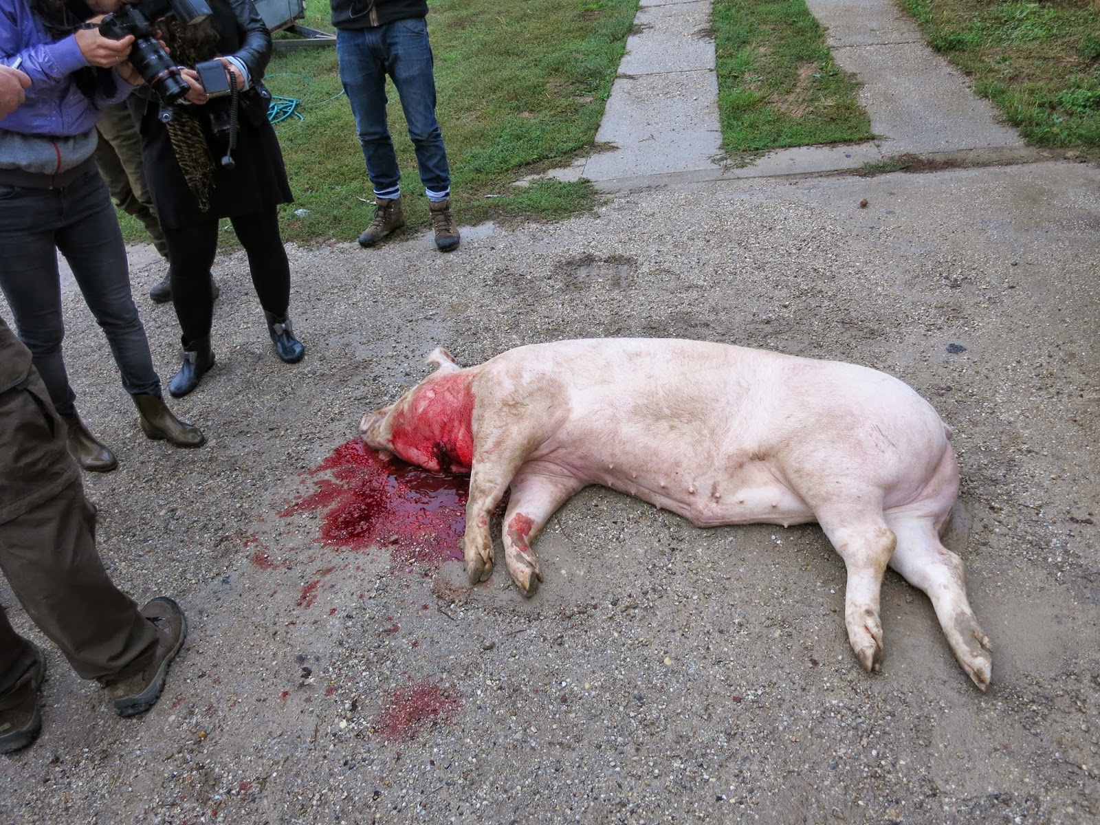 aa%20dead%20pig%202.JPG