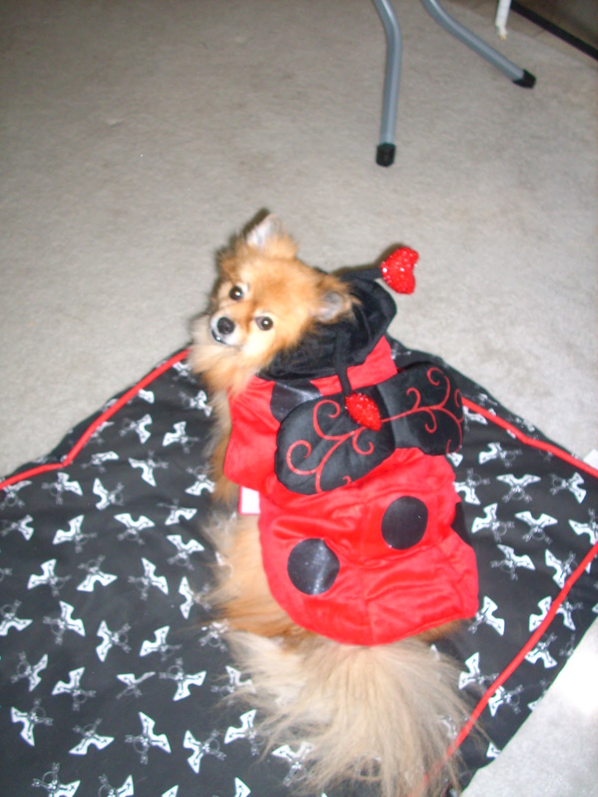 Pepper's Paws Top Paw Halloween Costume From PetSmart Product Review