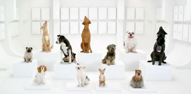 VIDEO Animali: Un coro di cani per il "Volkswagen Game Day" che vi fara' divertire