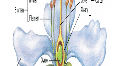 Partes de la flor en ingles para imprimir