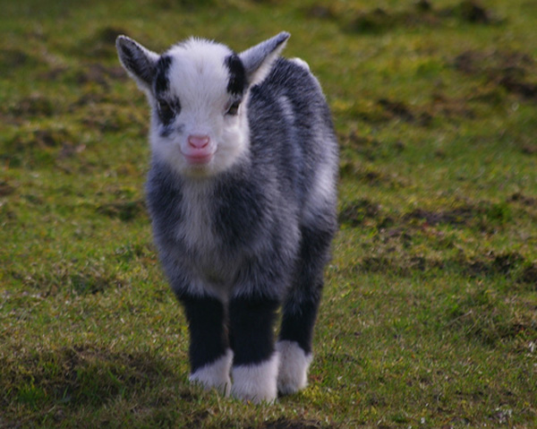 Baby Goats | Cute and Lovely Latest Photographs | Funny ...