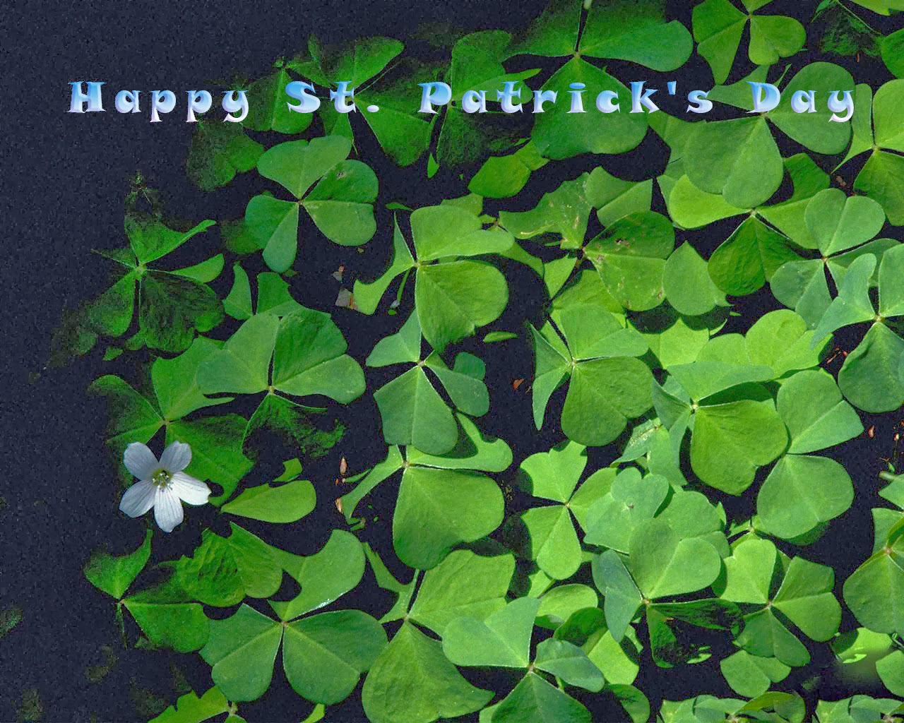 St Patricks Day Wallpapers free Download St Patricks Day Wallpapers free Download