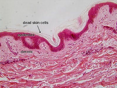 Ciencias 4to grado: Human Body- Tissues