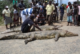 Tete - Mitiga-se conflito Homem/Fauna Bravia