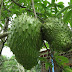Kandungan Buah Sirsak Yang Menyehatkan thumbnail