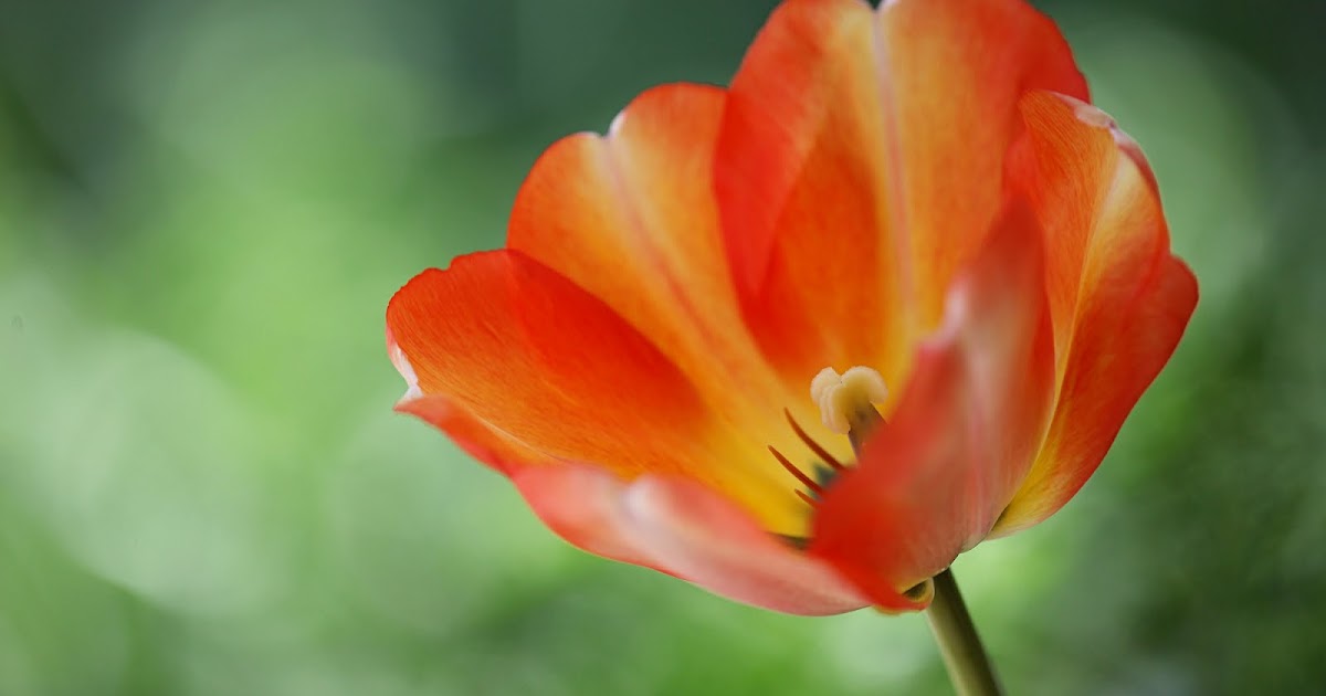 among the saguaros if you want to grow tulips in the desert...