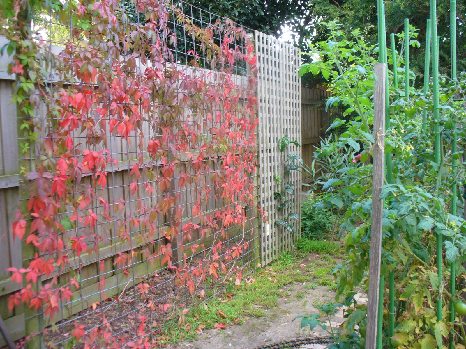 Virginia Creeper Landscaping Pinterest