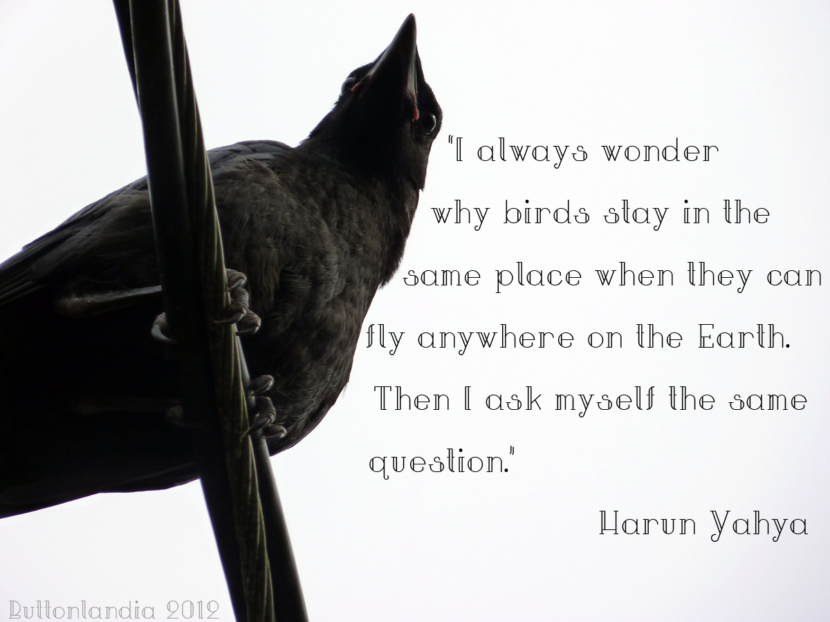 Crow Animal Quotes. QuotesGram