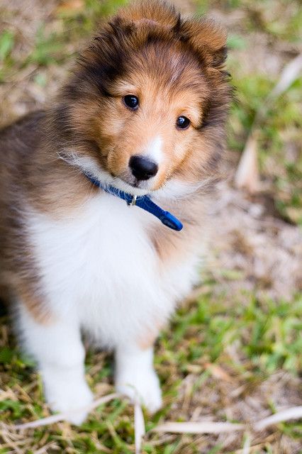 most loyal pet s we most loyal pet s we