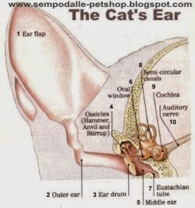 Pengetahuan Tentang Kucing / Cat: Anatomi Kucing