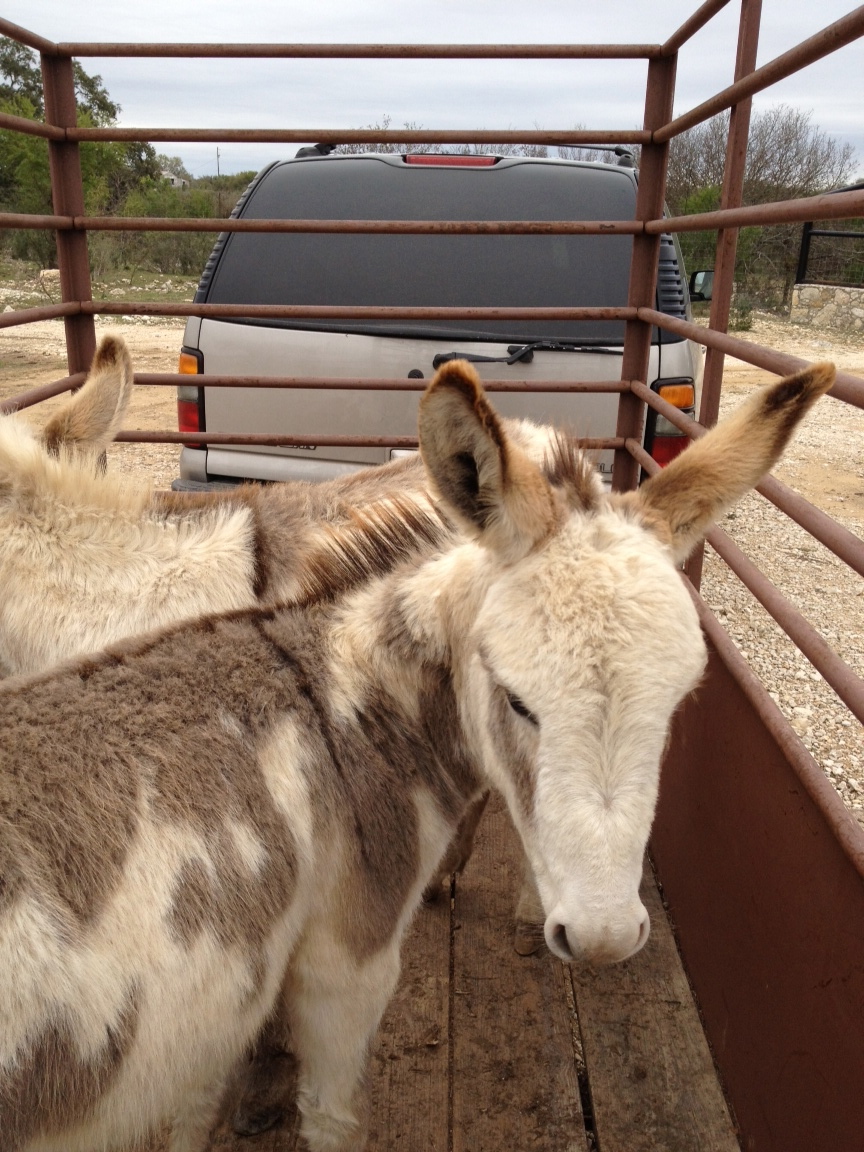 Bethlehem Donkey