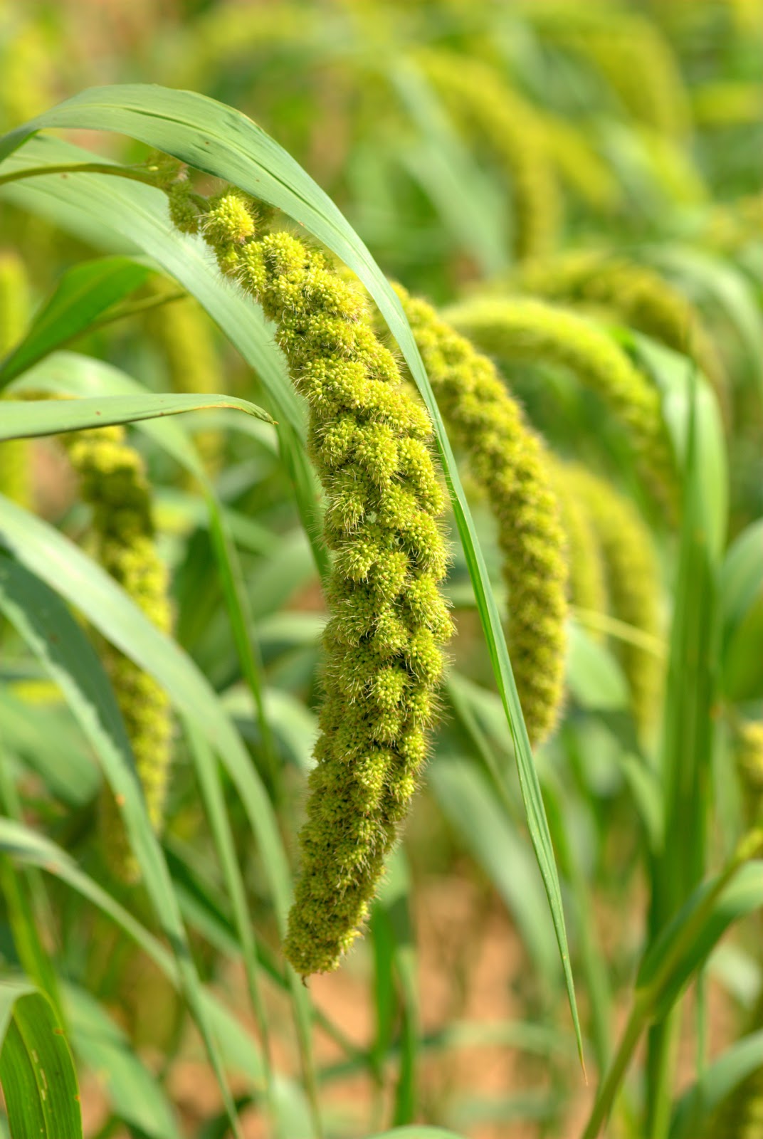 Prima Fleur Botanicals Prima Fleur C02 Extract MILLET SEED