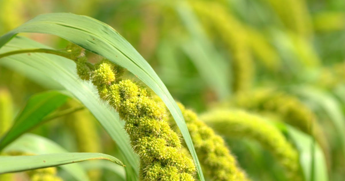 Prima Fleur Botanicals Prima Fleur C02 Extract MILLET SEED